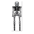 Giant Halloween Skeleton Balloons