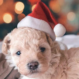 Christmas Santa Hat for Dogs