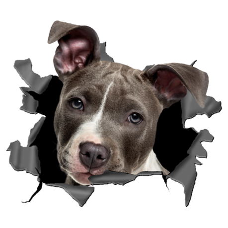 Staffordshire 3d Car Decal