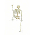 Mini Skeleton -Halloween Decoration- 6 Pack