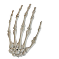 Halloween Skeleton Ornaments Big Claw Hair - 1 Piece